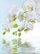Фотообои Орхидея над водой 200х270 см из коллекции Divino Decor