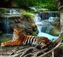 Фотообои Тигр у водопада 300х270 см из коллекции Divino Decor