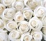 Фотообои Розы белые 300х270 см из коллекции Divino Decor