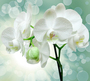 Фотообои/T коллекцияВеточка орхидеи 300*270
