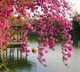 Фотообои Цветущие ветви в саду Китая 300х270 см из коллекции Divino Decor
