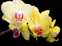 Фотообои Желтая орхидея 200х147 см из коллекции Divino Decor