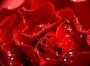Фотообои Красная роза    200х147 см из коллекции Divino Decor